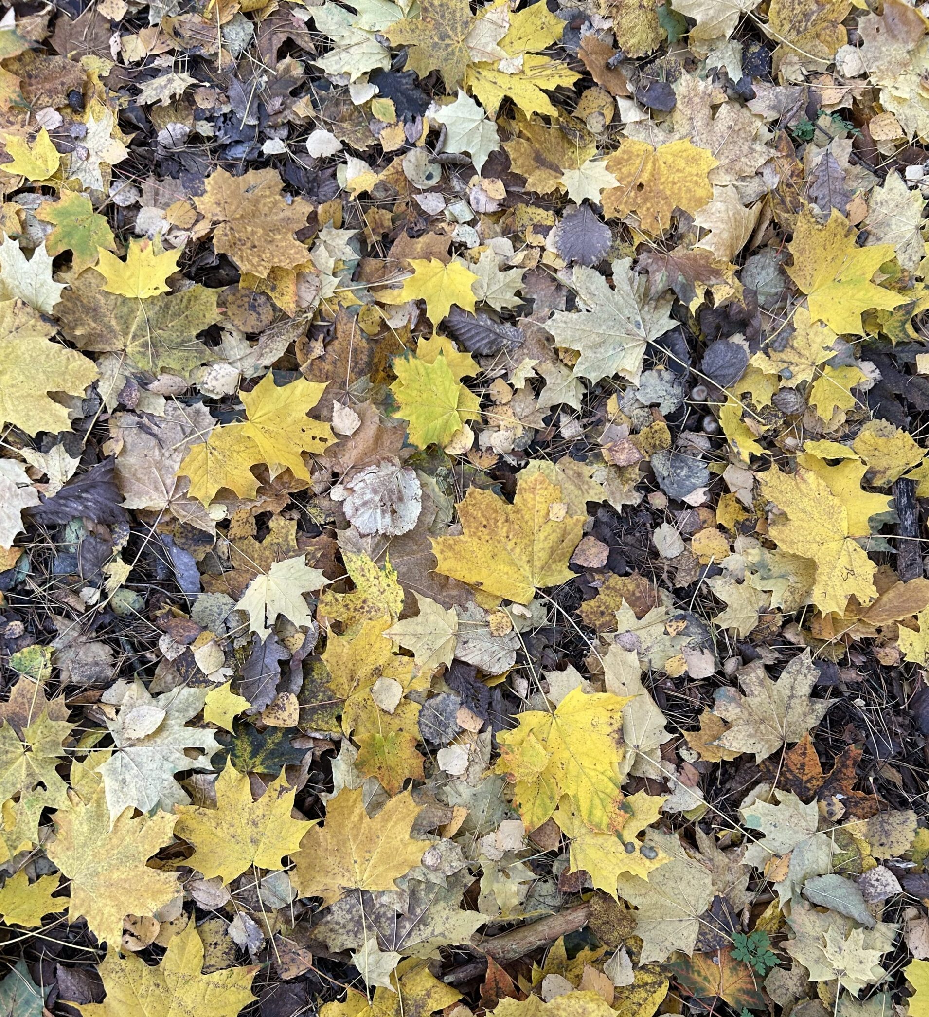 Rudens lygiadienio kvapų dirbtuvės Elektrėnuose (2026-09-27 11 val.) - Image 2